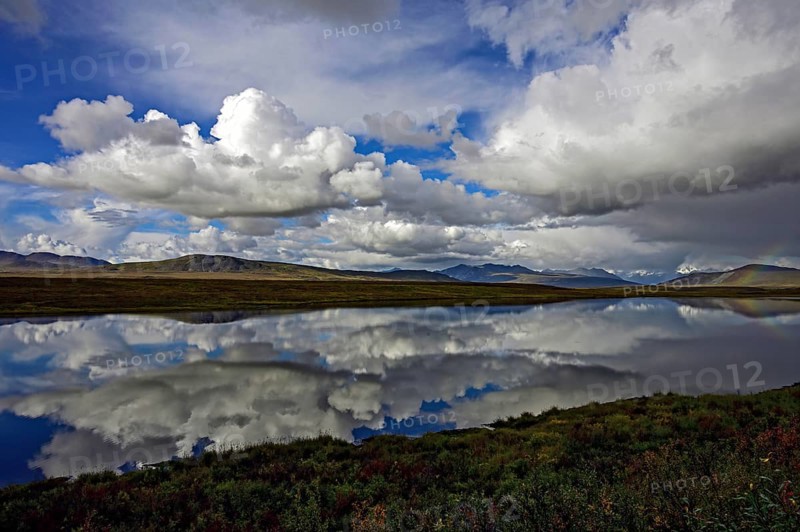 Cumulonimbus clouds reflected in a beaver pond in the subarctic tundra, Denali Highway, Alaska, USA, North America