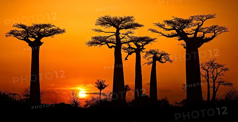 Avenue of the Baobabs, Grandidier's baobab trees silhouetted against orange sunset sky, Menabe Region, Madagascar, Africa
