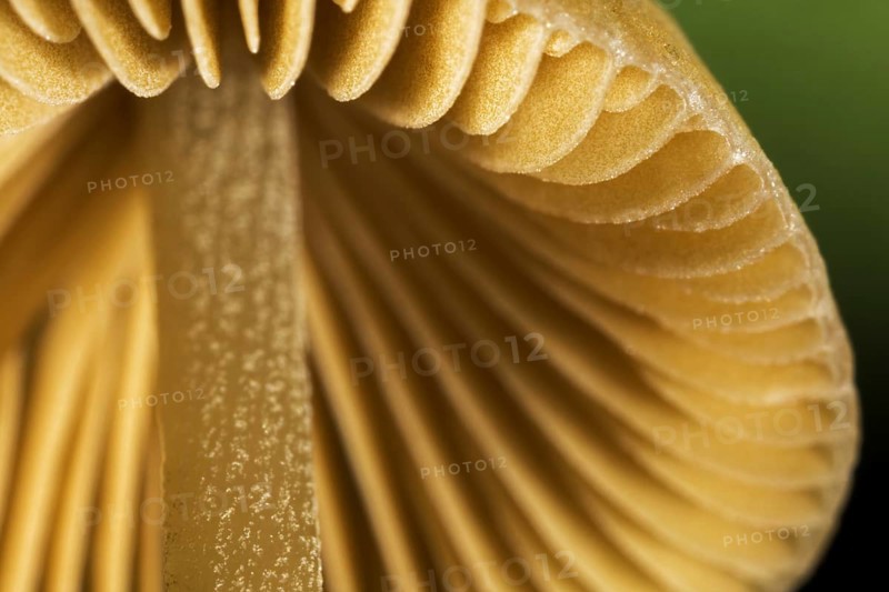 Mushroom, worm's eye view showing underside of cap with gills, lamellas, lamellae