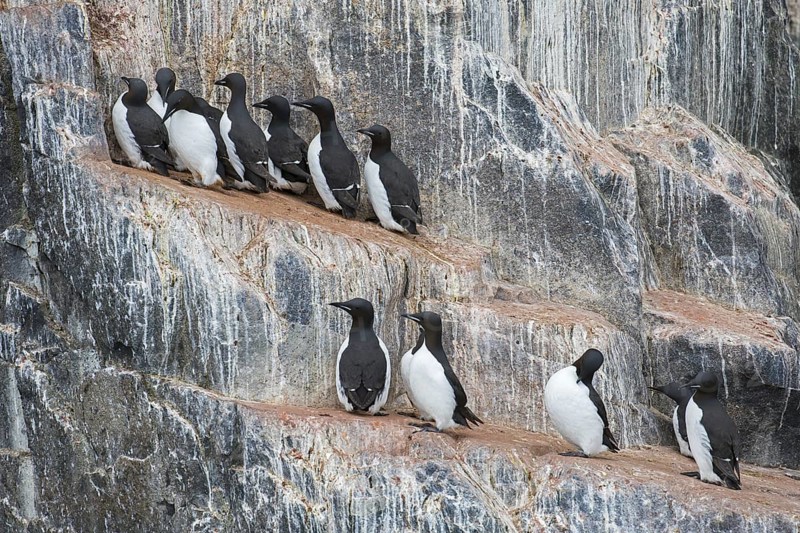 Thick-billed murres (Uria lomvia), Brünnich's guillemots on rock ledge in sea cliff in seabird colony, Alkefjellet, Hinlopenstreet, Svalbard, Norway, Europe