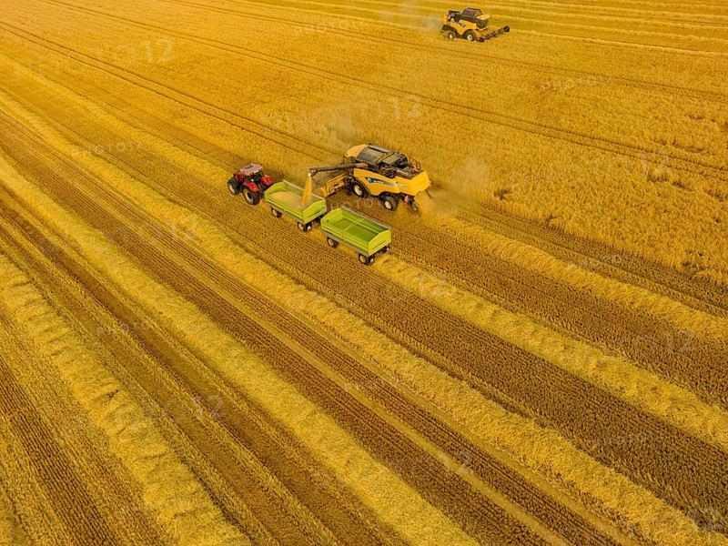 Grain harvest in a field near Babisnau on the outskirts of Dresden