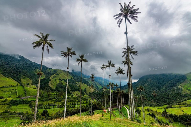 Wax palms largest palms in the world, Cocora valley, Unesco site coffee cultural landscape, Salento, Colombia, South America
