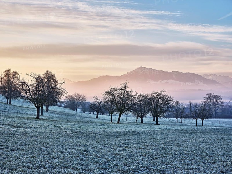 Trees in rough, in the background the Rigi, Hagendorn, Canton Zug, Switzerland, Europe