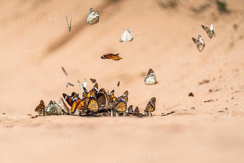 Butterflies gathering on wet sand. Boquet image of a group of butterflies. Butterfly in flight. Kalahari, South Africa, Africa