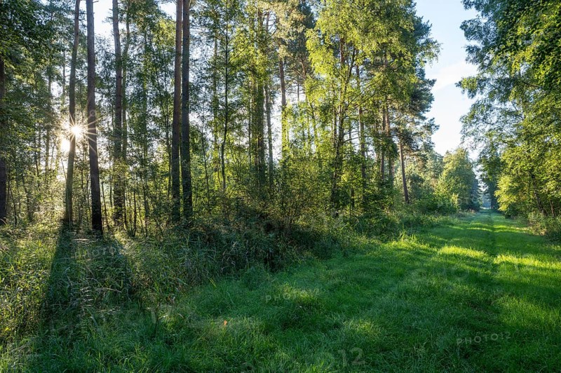 Forest path, mixed forest, Sonnenstern, Barnbruch Forest nature reserve, Lower Saxony, Germany, Europe