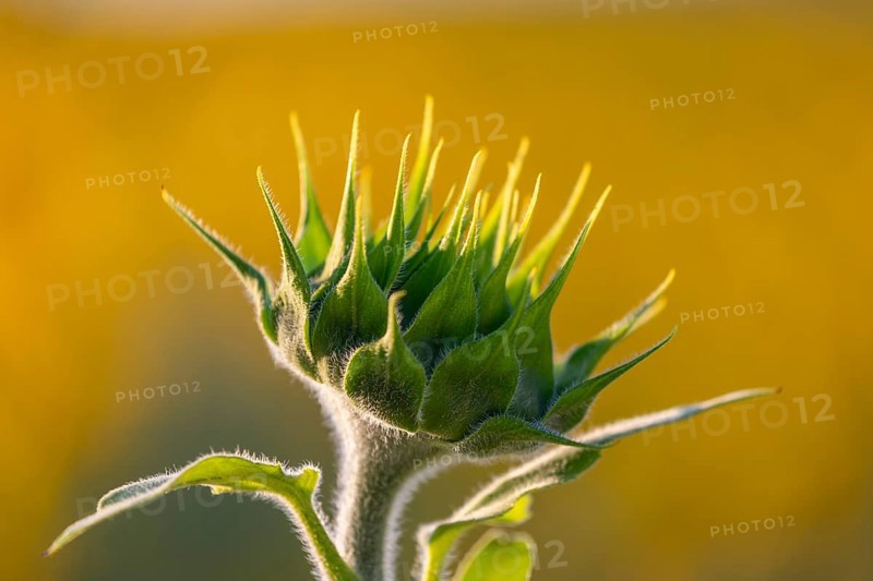 Sunflower (Helianthus annuus), closed flower, Ringgenbach, MeÃŸkirch, Sigmaringen district, Upper Danube nature park Park, Baden-Württemberg, Germany, Europe