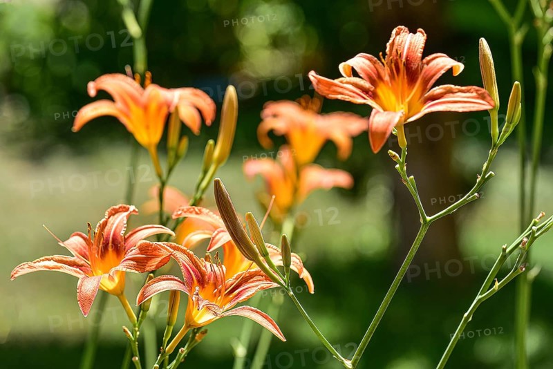 Flowering daylily (Hemerocallis fulva), Bavaria, Germany, Europe