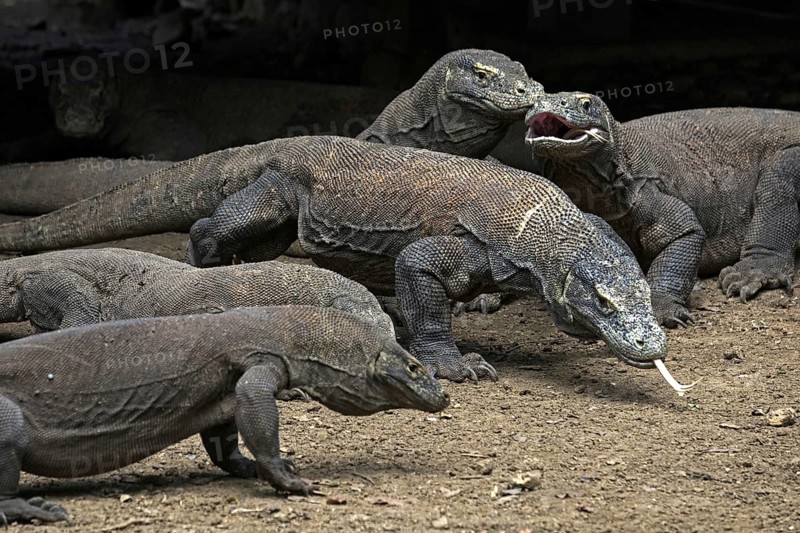 Komodo dragons (Varanus komodoensis), Komodo monitors of the Indonesian islands Komodo, Padar and Rinca in the Komodo National Park, Indonesia, Asia