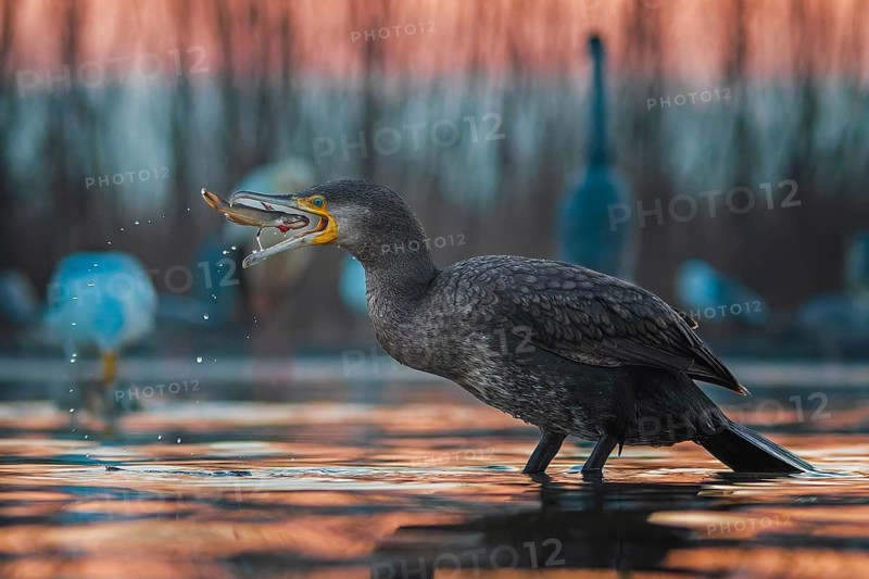 Great cormorant (Phalacrocorax carbo) with catfish as prey, hunting, fishing, sunrise, preying, Kiskunsag National Park, Hungary, Europe