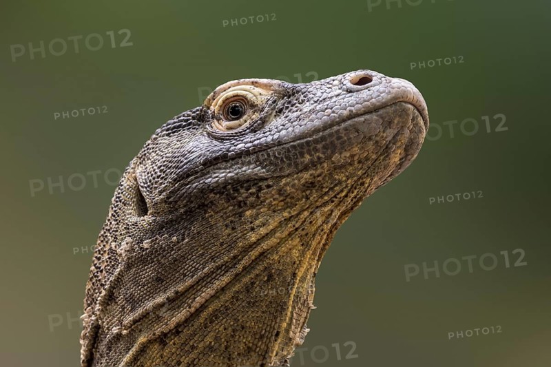 Komodo dragon, Komodo monitor (Varanus komodoensis) close-up, giant lizard native to the Indonesian islands Komodo, Rinca, Flores and Gili Motang