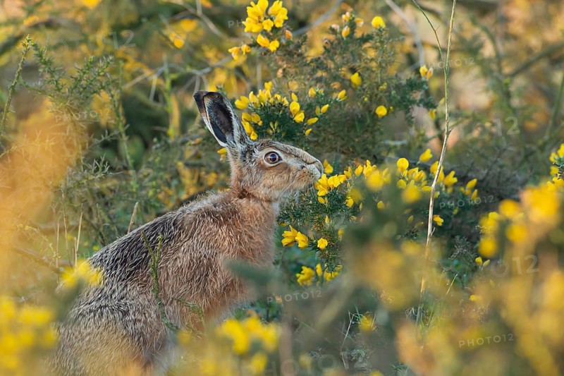 European brown hare (Lepus europaeus) adult feeding on a Gorse bush, Suffolk, England, United Kingdom, Europe