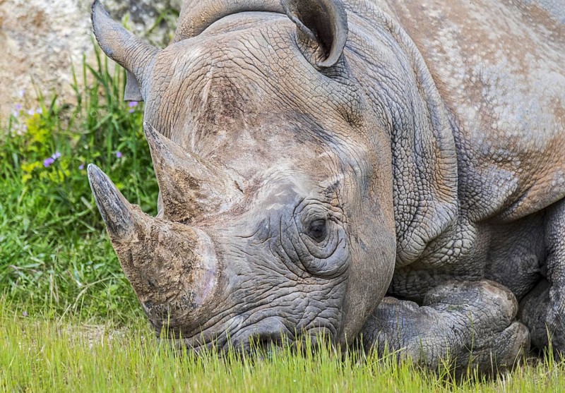 Eastern black rhinoceros, East African black rhinoceros, eastern hook-lipped rhinoceros (Diceros bicornis michaeli), close-up portrait