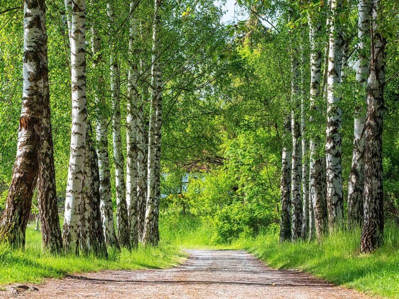 Field path through an avenue of birch trees with fresh greenery in spring, near Mühlhausen, Thuringia, Germany, Europe