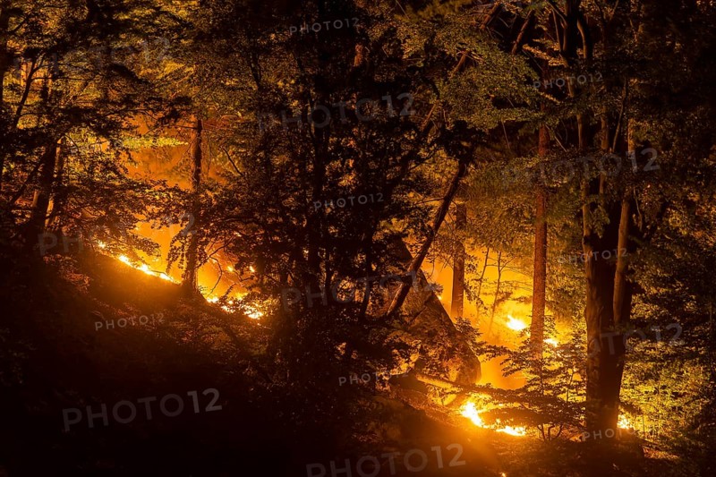 Forest fire