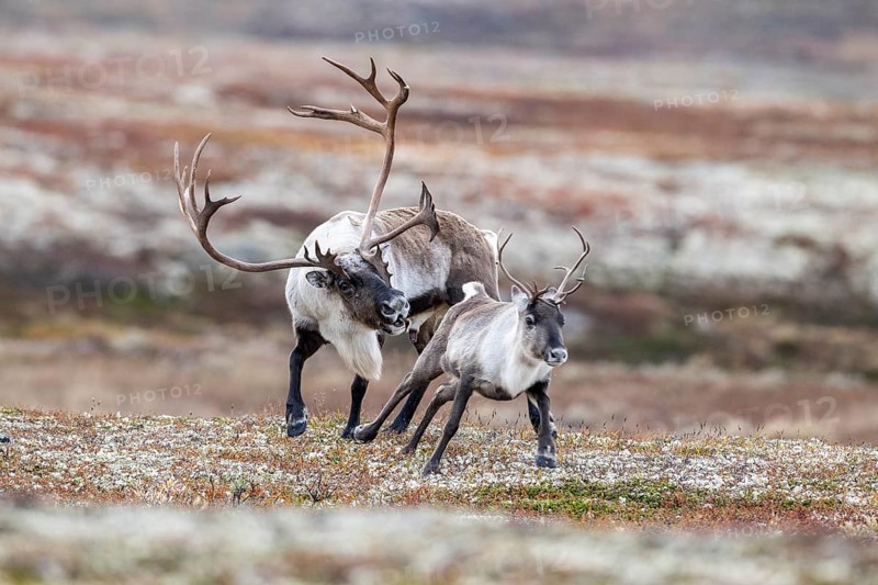 Wild mountain reindeer (Rangifer tarandus tarandus), bull courting female, in autumn tundra, Forollhogna National Park, Norway, Europe