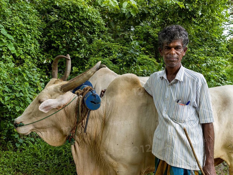 Sinhalese man with his ox, Sri Lanka, Asia