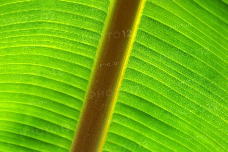 Banana leaf against the light, close-up, Madeira, Portugal, Europe