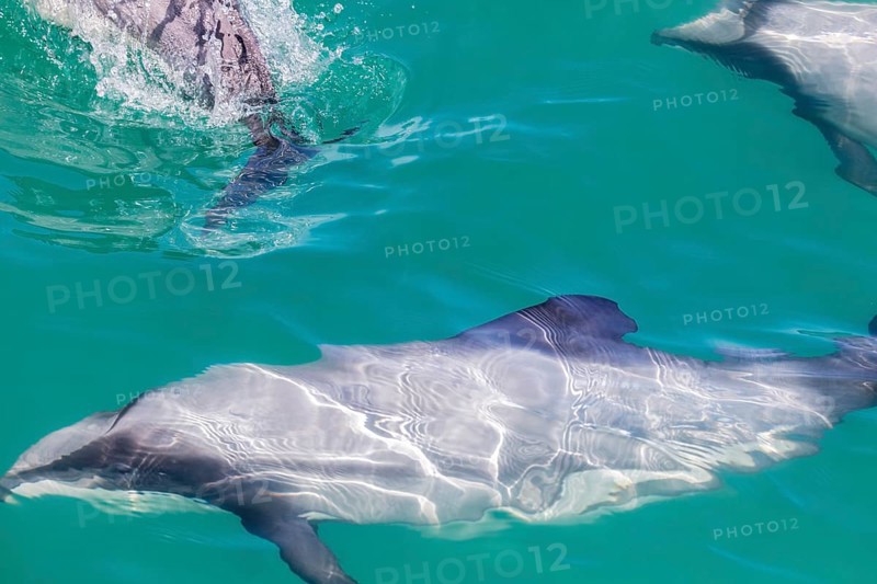Hector-Delphin (Cephalorhychus hectori), Bootsfahrt, Akaroa, Banks-Halbinsel, Canterbury, Neuseeland