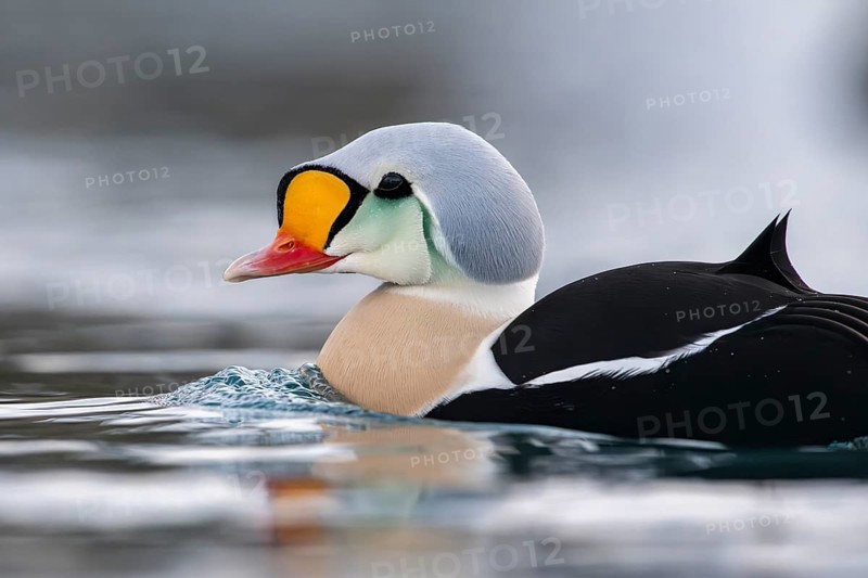 King eider (Somateria spectabilis), portrait of a male, Batsfjord, Batsfjord, Varanger Peninsula, Finnmark, Northern Norway, Norway, Europe