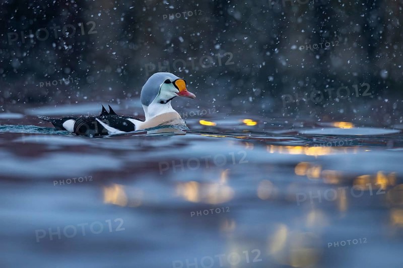 King eider (Somateria spectabilis), male, reflections of lights in the harbour, snowfall, Batsfjord, Batsfjord, Varanger Peninsula, Finnmark, Northern Norway, Norway, Europe