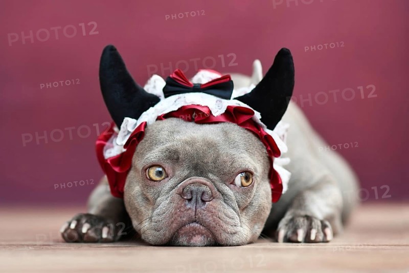 French Bulldog dog wearing red devil horn headband with ribbon in front of red background