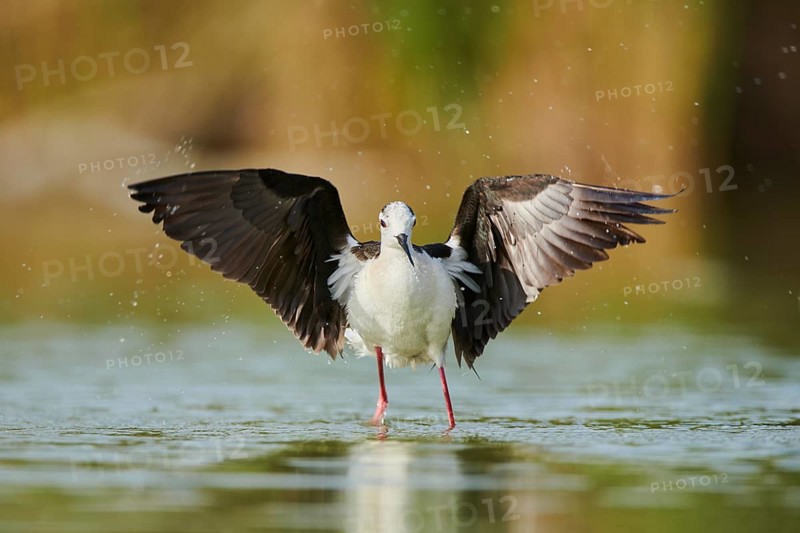Black-winged stilt (Himantopus himantopus) standing in the water cleaning ists feathers, Camargue, France, Europe