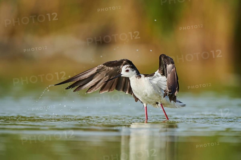 Black-winged stilt (Himantopus himantopus) standing in the water cleaning ists feathers, Camargue, France, Europe
