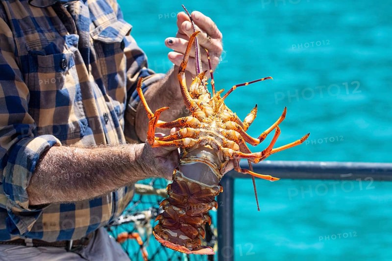 Hummer (Homarus), Bootsfahrt, Akaroa, Banks Peninsula, Canterbury, Neuseeland