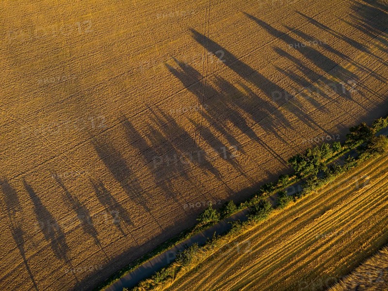 Long shadows of a row of poplars in the low sun on a summer evening near Hohnstein in Saxon Switzerland