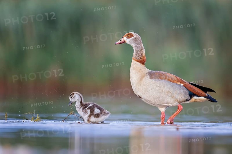 Egyptian Goose (Alopochen aegyptiaca) Old bird with young, foraging, UNESCO Biosphere Reserve Elbe River Landscape, Saxony-Anhalt, Germany, Europe