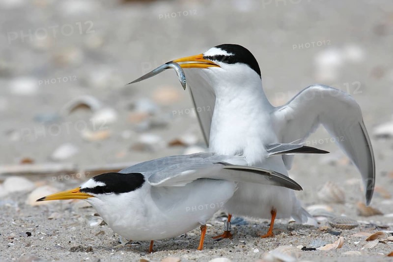 Little Tern (Sternula albifrons), pair during mating ritual, adult birds in courtship display, pair just in front of copulation, cock with fish in beak, mating feeding, Lower Saxon Wadden Sea National Park, East Frisian Islands, Lower Saxony, Germany, Europe