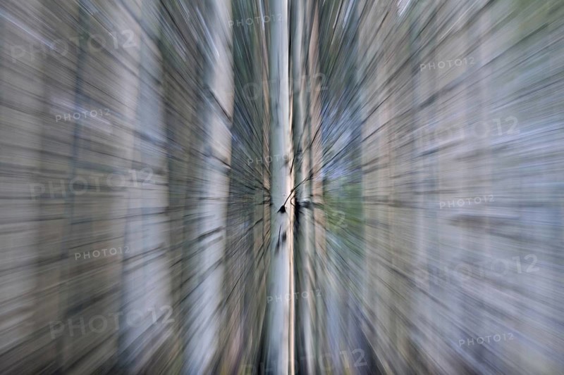 Quaking aspen, trembling aspen (Populus tremuloides), detail of tree trunks in forest, native to North America and Canada