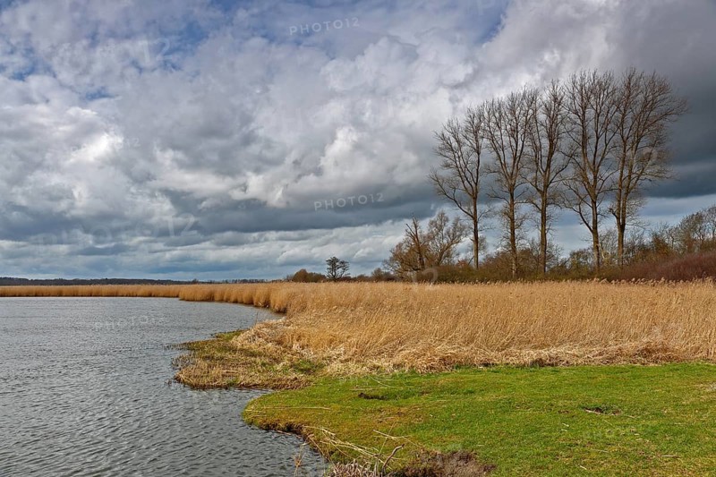 Gallery of poplar trees on the Trebel River, reed stand on the bank, Peene Valley River Landscape nature park Park, Mecklenburg-Western Pomerania, Germany, Europe