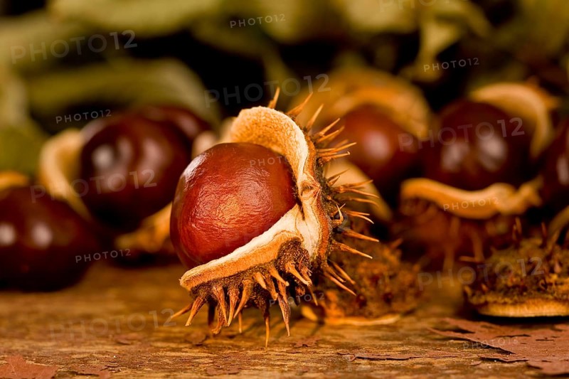 chestnuts