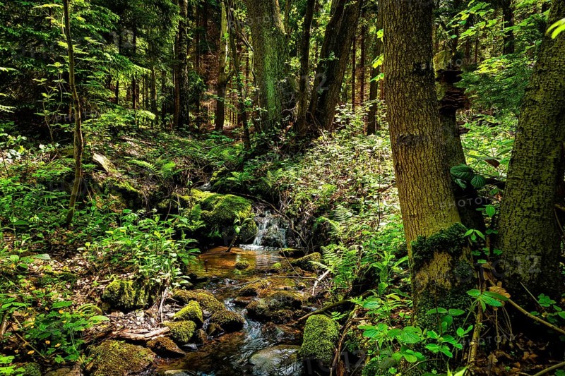 Tharandt Forest Schmieders Graben