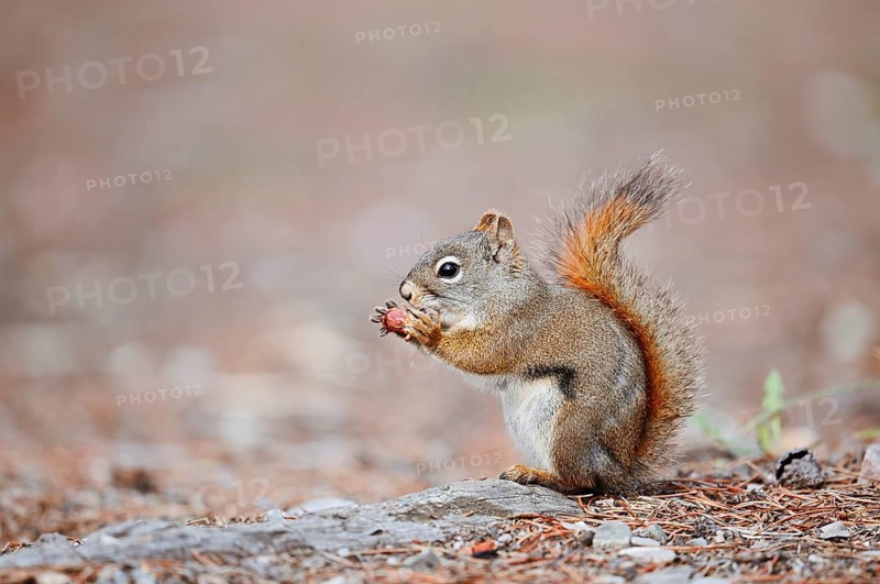 American red squirrel (Tamiasciurus hudsonicus) sits feeding on the forest floor, Jasper National Park, Alberta, Canada, North America
