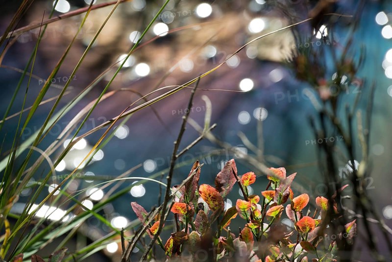 Autumn-coloured foliage of european blueberry (Vaccinium myrtillus) or blueberry and grasses in front of dark moor water, water surface with light refraction in rainbow colours due to dirt particles, natural phenomenon of rainbow pools, Pietzmoor nature reserve near Schneverdingen, Lüneburg Heath, Lower Saxony, Germany, Europe