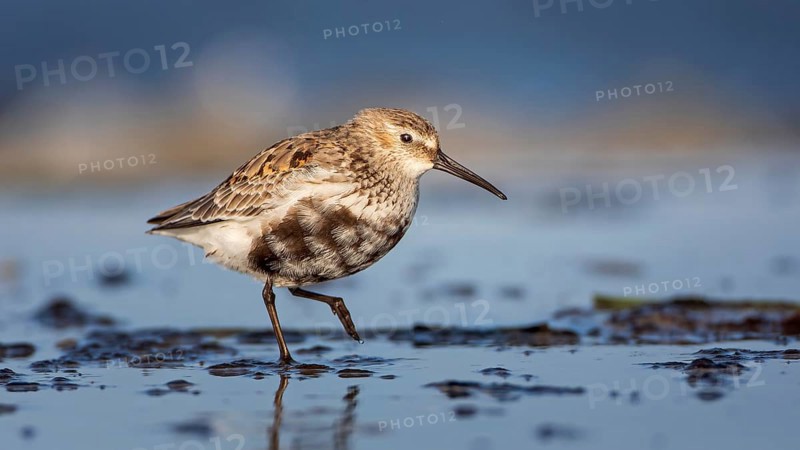 Dunlin (Calidris alpina) Transition from breeding dress to light dress, snipe bird, foraging on mudflats, shallow water zone, Baltic Sea coast, Fischland DarÃŸ-Zingst, Vorpommersche Boddenlandschaft National Park, Germany, Europe