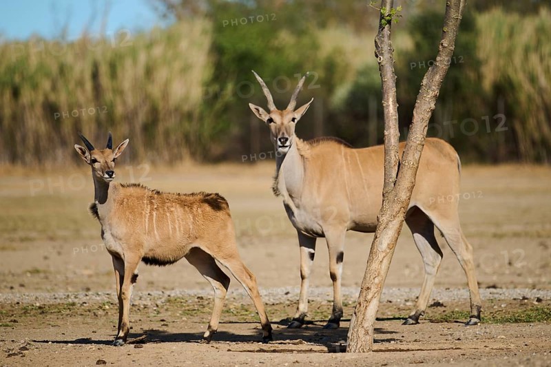 Common elands (Taurotragus oryx) standing in the dessert, juvenile, captive, distribution Africa