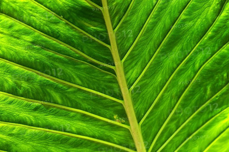 Leaf of the giant elephant ear, also known as giant taro (Alocasia macrorrhizos), close-up, Madeira, Portugal, Europe