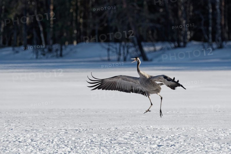 Crane (Grus grus) hopping with spread wings in the snow, beak open, winter, behind group of trees, Northern Finland, Finland, Europe