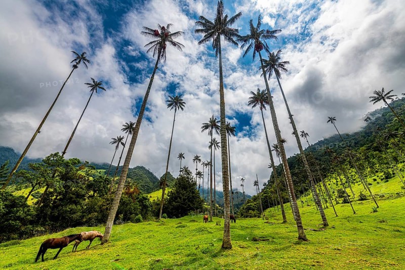 Wax palms largest palms in the world, Cocora valley, Unesco site coffee cultural landscape, Salento, Colombia, South America