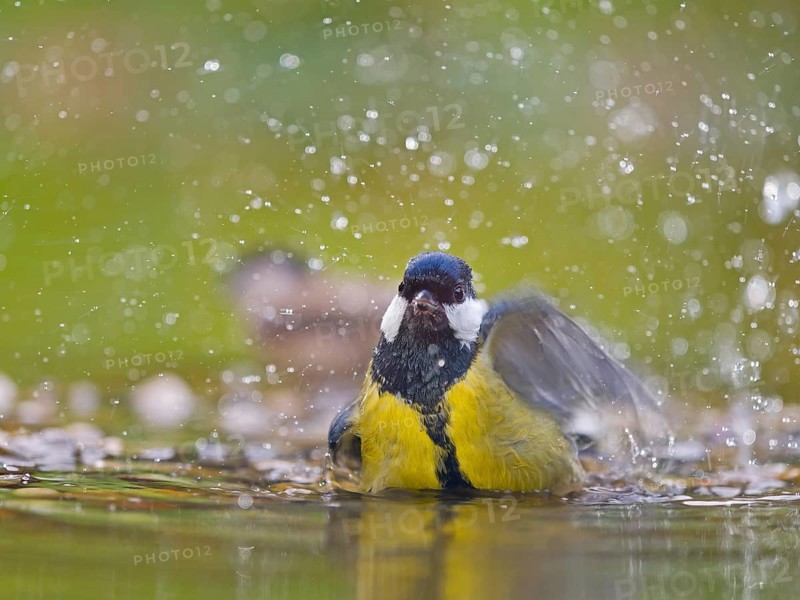 Great tit (Parus major), adult bird bathing in shallow water, Solms, Hesse, Germany, Europe