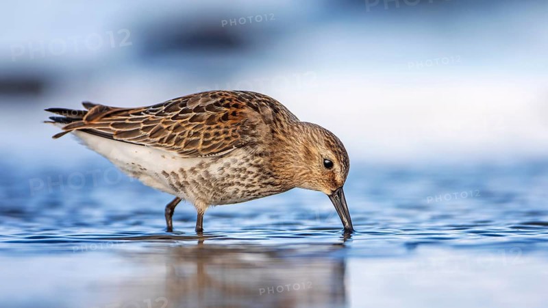 Dunlin (Calidris alpina) Transition from breeding dress to light dress, snipe bird, foraging on mudflats, shallow water zone, Baltic Sea coast, Fischland DarÃŸ-Zingst, Vorpommersche Boddenlandschaft National Park, Germany, Europe