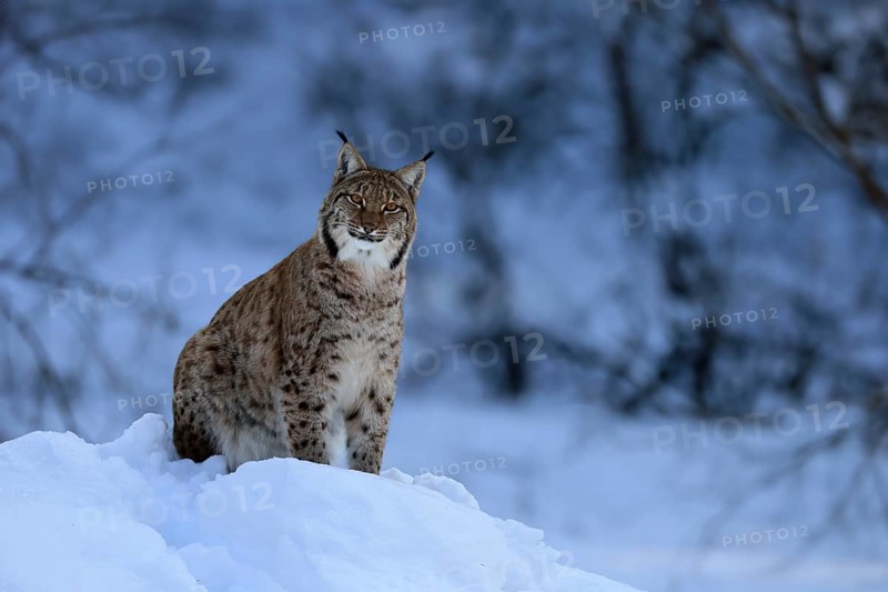 Carpathian lynx (Lynx lynx carpathicus), adult, in winter, in snow, alert, Bavarian Forest, Bavaria, Germany, Europe