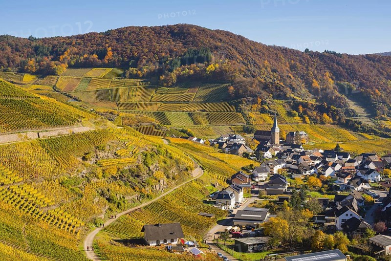 Vineyards in autumn, MayschoÃŸ with parish church, red wine growing region Ahrtal, red wine of the Pinot Noir and Portugieser grape is grown here, Eifel, Rhineland-Palatinate, Germany, Europe