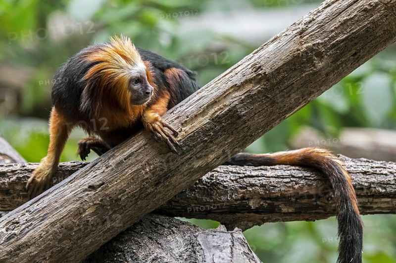 Golden-headed lion tamarin (Leontopithecus chrysomelas) golden-headed tamarin endemic to Brazil, South America