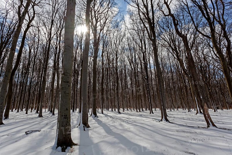 Trees in the snowy landscape in the ghost forest, NienhÃ¤ger Holz, near Nienhagen, Mecklenburg, Baltic Sea, Germany, Europe