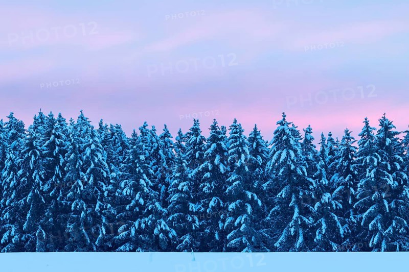 Winter spruce (Picea) (Pinaceae) forest, pine family, snow, winter, dawn, Leibertingen, Danube valley, Upper Danube nature park Park, Baden-Württemberg, Germany, Europe