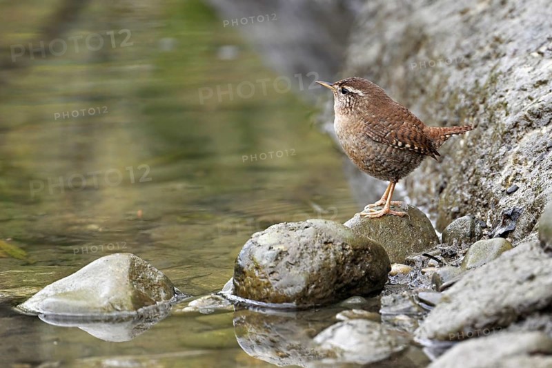 Eurasian wren (Troglodytes troglodytes), standing on a stone at the edge of a waterhole, Switzerland, Europe